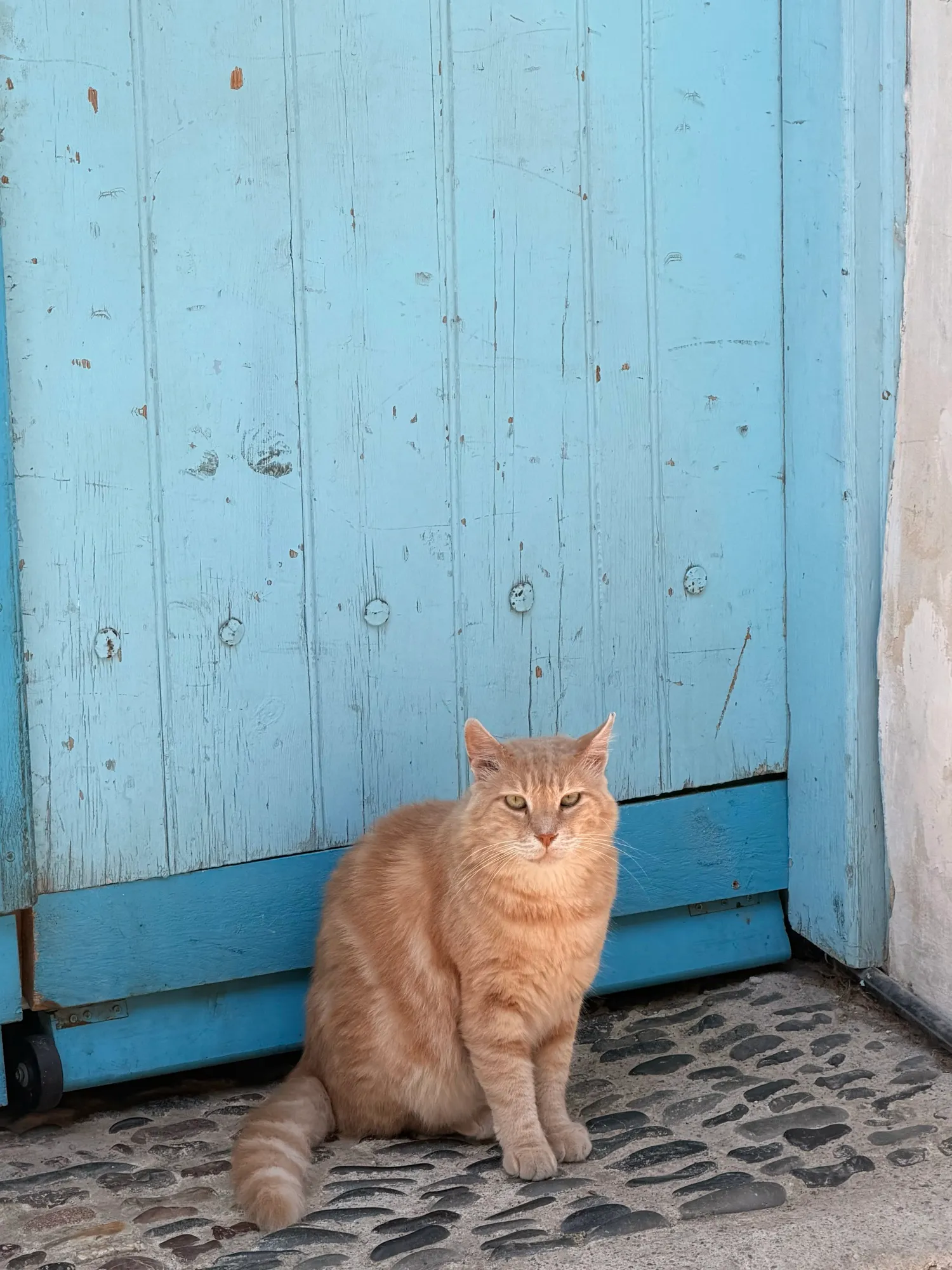 A ginger cat by a pale blue village door
