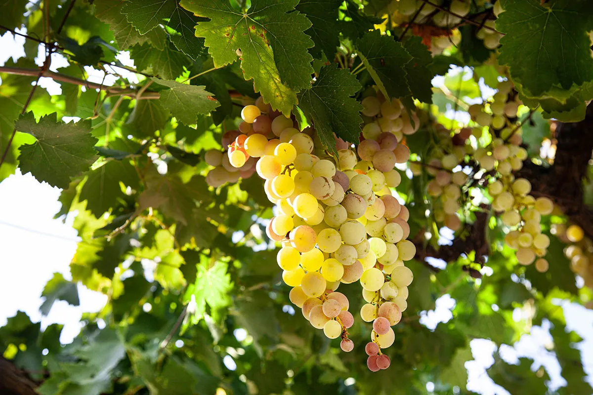 Sunlit bunches of white grapes on the vine